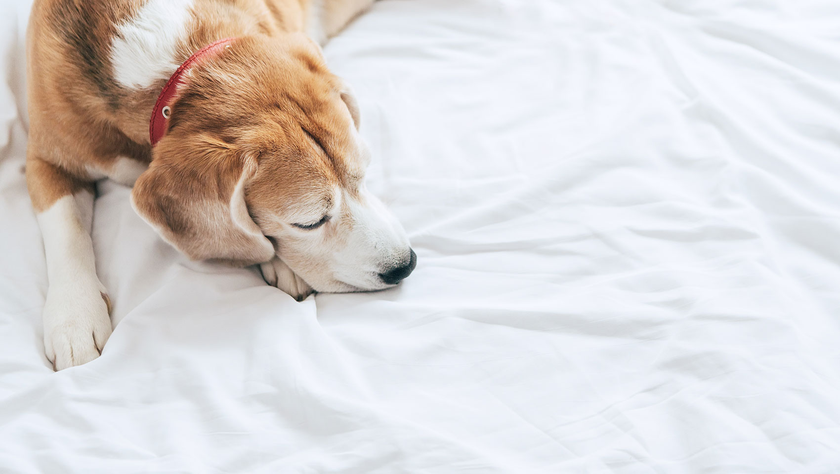 Kimpton miralina Pet friendly Hotel