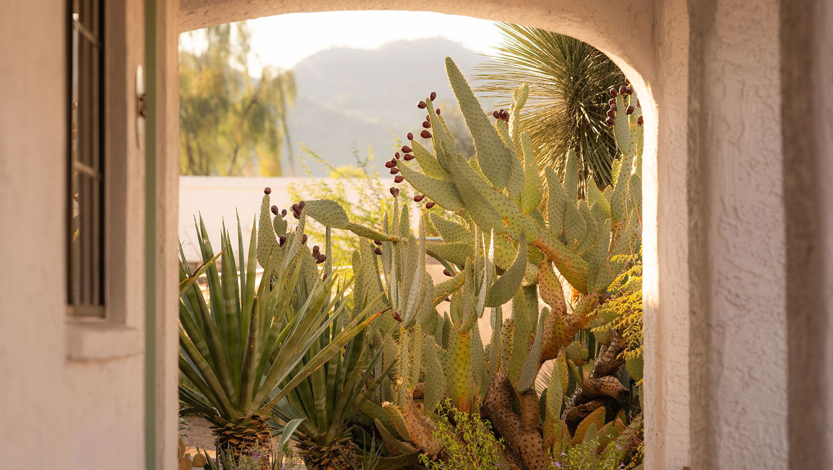 Resort walkway lined with Arizona desert flora at Kimpton Miralina