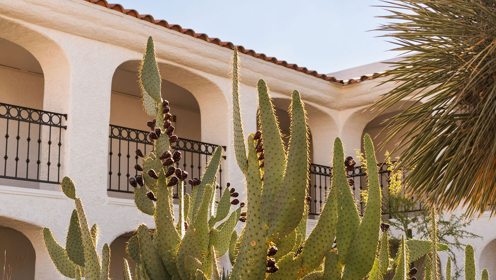 Resort walkway lined with Arizona desert flora at Kimpton Miralina