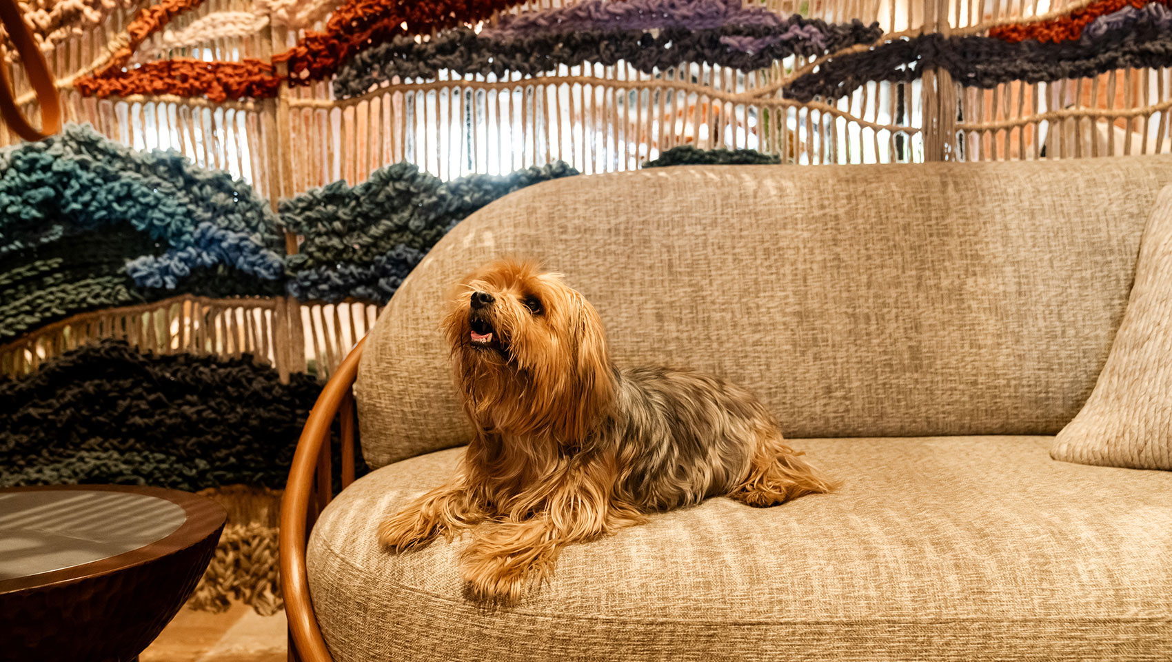 dog on sofa in lobby at Kimpton Miralina