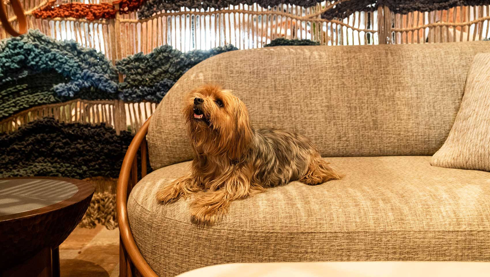 dog on sofa in lobby at Kimpton Miralina