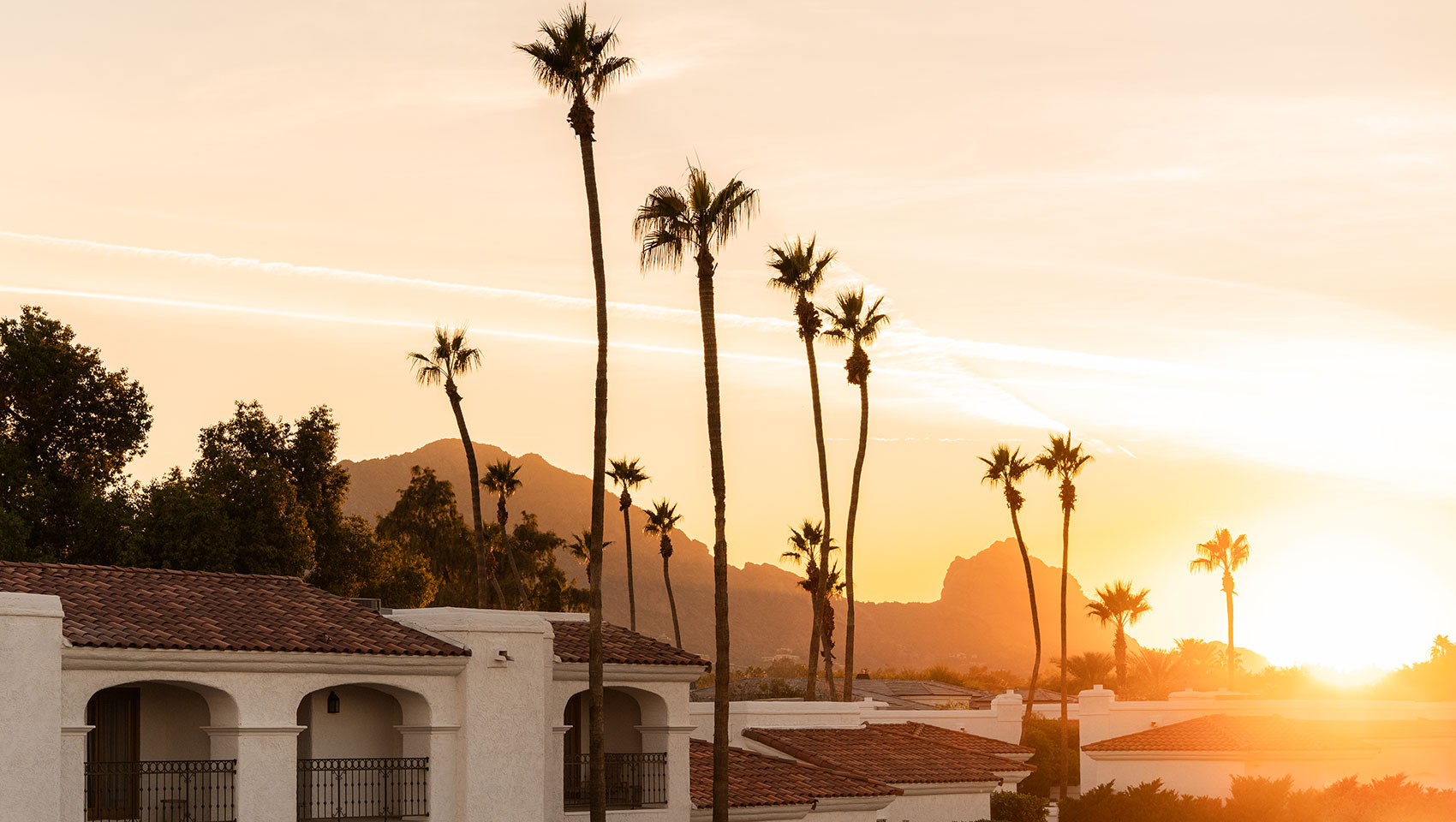 Desert view with palm trees