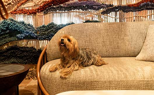 dog on sofa at Kimpton Miralina Resort